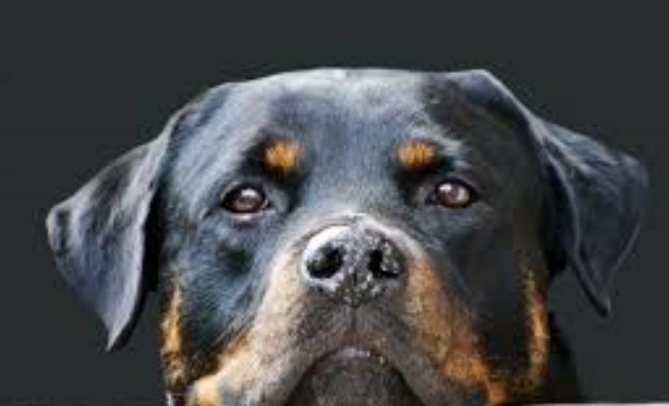 How to Find the Best Doghouse