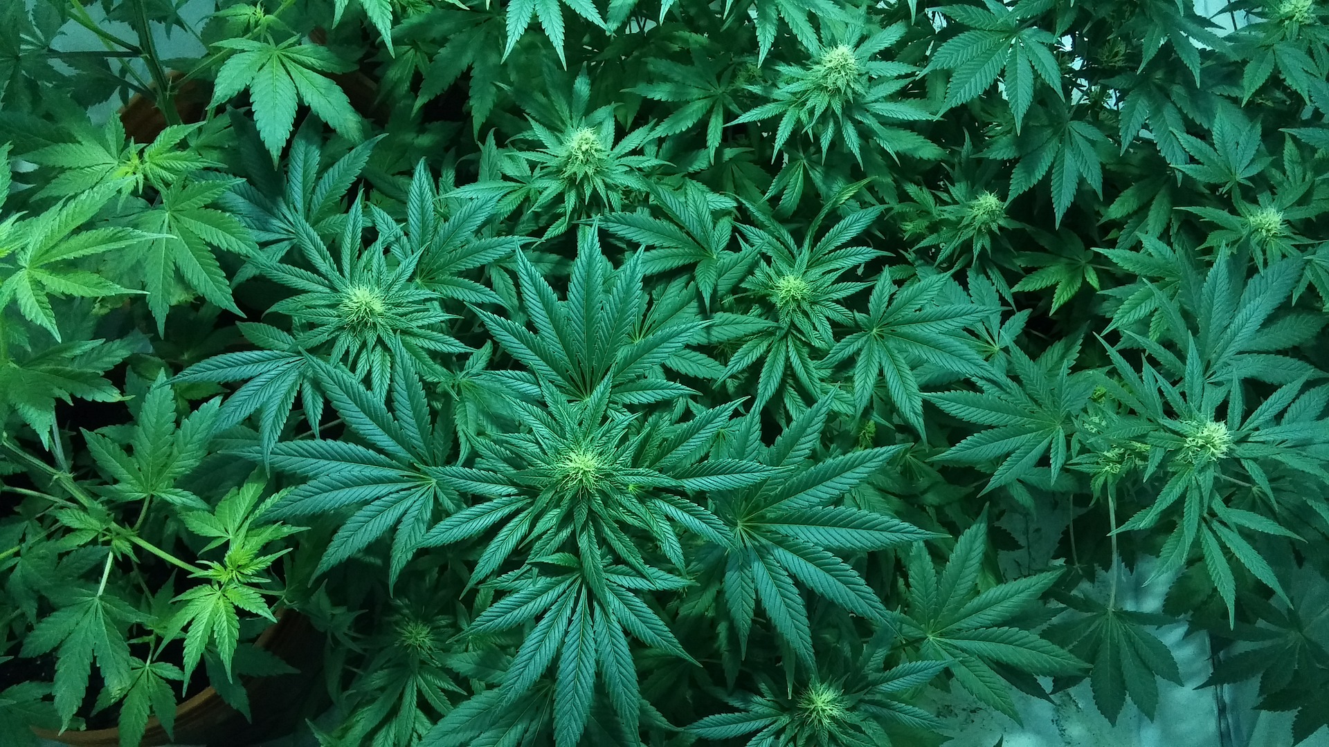 WEED PLANTATION